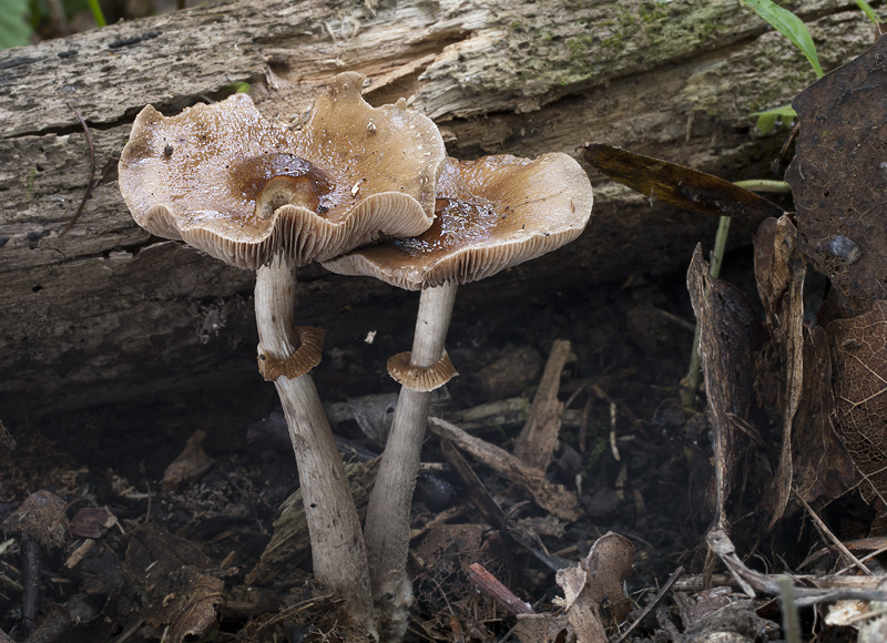 Agrocybe erebia